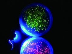 リバネスFeel so Bio! マルチカラー生物を創りだせ!